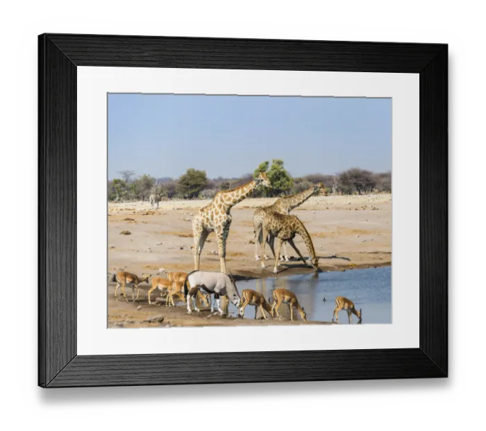 Framed Print : Giraffe -Giraffa camelopardalis-, Gemsbok -Oryx gazella- and Black Faced Impala -Aepyceros melampus petersi- drinking at Chudob waterhole, Etosha National Park, Namibia Framed Print : Giraffe -Giraffa camelopardalis-, Gemsbok -Oryx gazella- and Black Faced Impala -Aepyceros melampus petersi- drinking at Chudob waterhole, Etosha National Park, Namibia