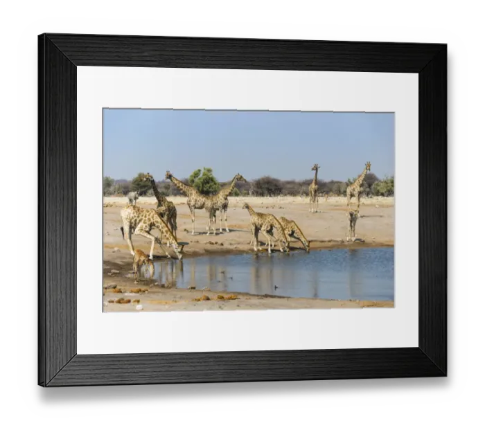 Framed Print : Giraffe -Giraffa camelopardalis- and Blackfaced Impala -Aepyceros melampus petersi- drinking at Chudob waterhole, Etosha National Park, Namibia Framed Print : Giraffe -Giraffa camelopardalis- and Blackfaced Impala -Aepyceros melampus petersi- drinking at Chudob waterhole, Etosha National Park, Namibia