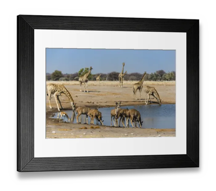 Framed Print : Kudus -Tragelaphus strepsiceros- and giraffes -Giraffa camelopardalis- at Chudob waterhole, Etosha National Park, Namibia Framed Print : Kudus -Tragelaphus strepsiceros- and giraffes -Giraffa camelopardalis- at Chudob waterhole, Etosha National Park, Namibia