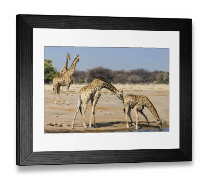 Framed Print : Giraffe -Giraffa camelopardalis-, Chudob waterhole, Etosha National Park, Namibia Framed Print : Giraffe -Giraffa camelopardalis-, Chudob waterhole, Etosha National Park, Namibia
