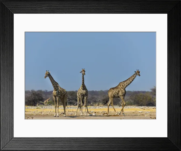 Framed Print : Three giraffes -Giraffa camelopardalis- at the Chudob waterhole, Etosha National Park, Namibia Framed Print : Three giraffes -Giraffa camelopardalis- at the Chudob waterhole, Etosha National Park, Namibia