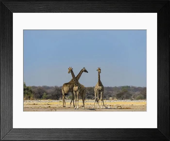 Framed Print : Three giraffes -Giraffa camelopardalis- at Chudob waterhole, Etosha National Park, Namibia