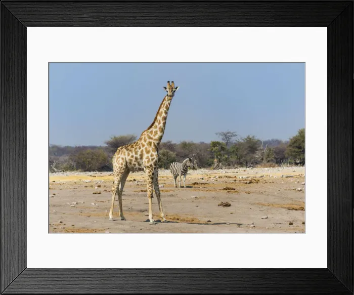 Framed Print : Giraffe -Giraffa camelopardalis- and Burchells Zebra -Equus burchellii- at Chudob waterhole, Etosha National Park, Namibia Framed Print : Giraffe -Giraffa camelopardalis- and Burchells Zebra -Equus burchellii- at Chudob waterhole, Etosha National Park, Namibia