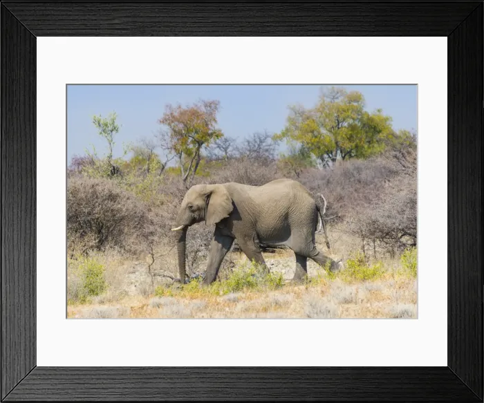 Framed Print : Bull wanders through the bush, African Elephant -Loxodonta africana-, Etosha National Park, Namibia Framed Print : Bull wanders through the bush, African Elephant -Loxodonta africana-, Etosha National Park, Namibia