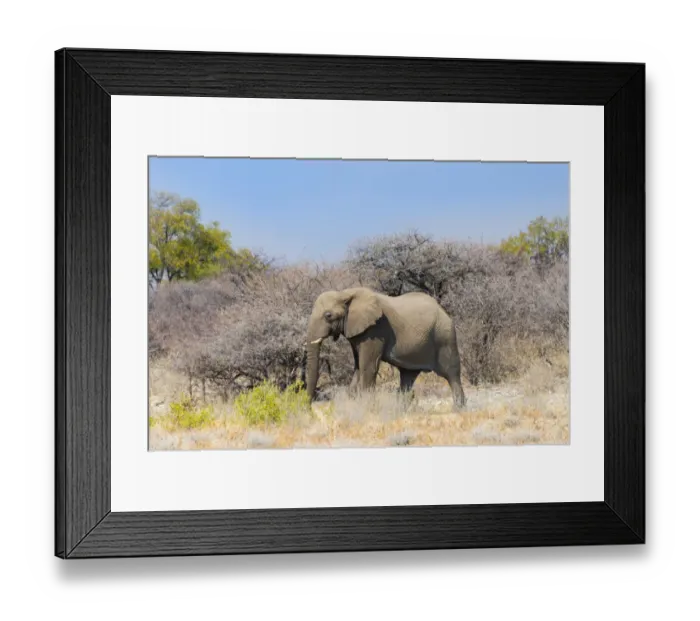 Framed Print : Bull wanders through the bush, African Elephant -Loxodonta africana-, Etosha National Park, Namibia Framed Print : Bull wanders through the bush, African Elephant -Loxodonta africana-, Etosha National Park, Namibia