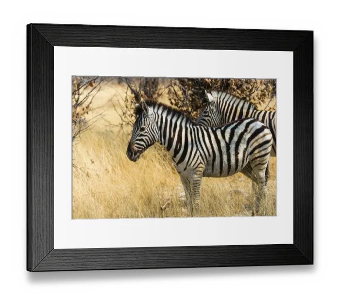 Framed Print : Burchells Zebras -Equus burchellii- in the dry grass, Etosha National Park, Namibia Framed Print : Burchells Zebras -Equus burchellii- in the dry grass, Etosha National Park, Namibia