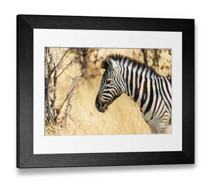 Framed Print : Burchells Zebra -Equus burchellii- in the dry grass, Etosha National Park, Namibia Framed Print : Burchells Zebra -Equus burchellii- in the dry grass, Etosha National Park, Namibia