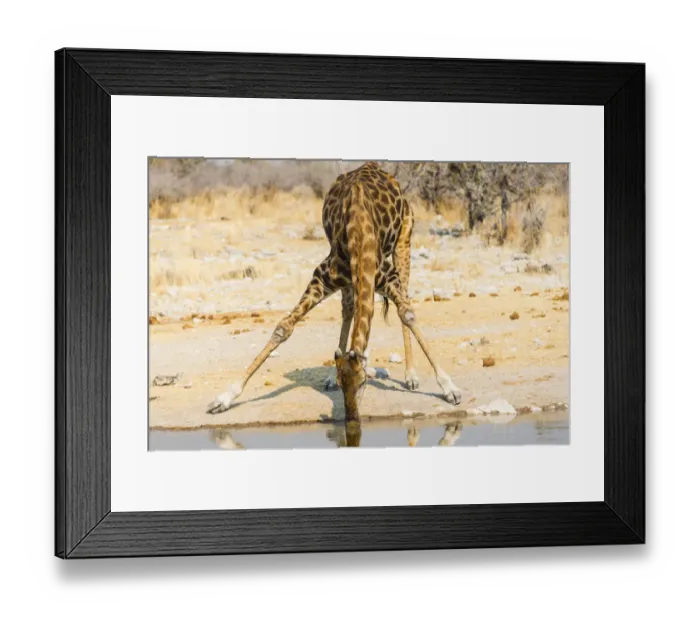 Framed Print : Giraffe -Giraffa camelopardalis- drinking at Kalkheuwel waterhole, Etosha National Park, Namibia Framed Print : Giraffe -Giraffa camelopardalis- drinking at Kalkheuwel waterhole, Etosha National Park, Namibia