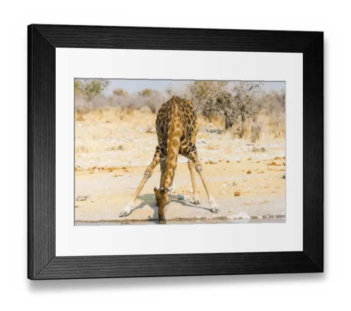 Framed Print : Giraffe -Giraffa camelopardalis- drinking at Kalkheuwel waterhole, Etosha National Park, Namibia Framed Print : Giraffe -Giraffa camelopardalis- drinking at Kalkheuwel waterhole, Etosha National Park, Namibia