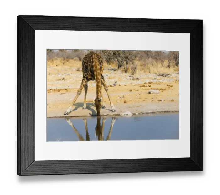Framed Print : Giraffe -Giraffa camelopardalis- drinking at Kalkheuwel waterhole, Etosha National Park, Namibia Framed Print : Giraffe -Giraffa camelopardalis- drinking at Kalkheuwel waterhole, Etosha National Park, Namibia
