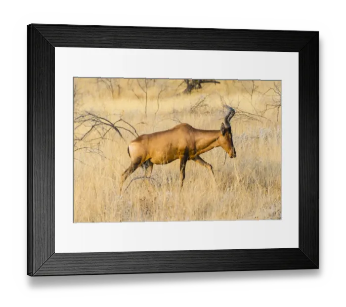 Framed Print : Red hartebeest -Alcelaphus buselaphus-, Etosha National Park, Namibia Framed Print : Red hartebeest -Alcelaphus buselaphus-, Etosha National Park, Namibia