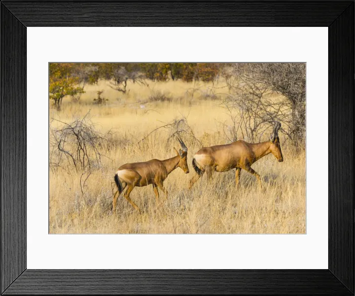 Framed Print : Red hartebeest, -Alcelaphus buselaphus- in dry grass, Etosha National Park, Namibia Framed Print : Red hartebeest, -Alcelaphus buselaphus- in dry grass, Etosha National Park, Namibia