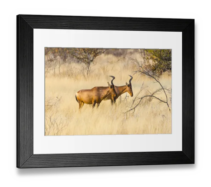 Framed Print : Red hartebeest, -Alcelaphus buselaphus- in dry grass, Etosha National Park, Namibia Framed Print : Red hartebeest, -Alcelaphus buselaphus- in dry grass, Etosha National Park, Namibia