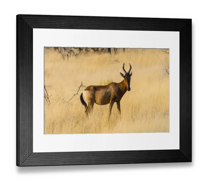 Framed Print : Red hartebeest, -Alcelaphus buselaphus- in dry grass, Etosha National Park, Namibia Framed Print : Red hartebeest, -Alcelaphus buselaphus- in dry grass, Etosha National Park, Namibia