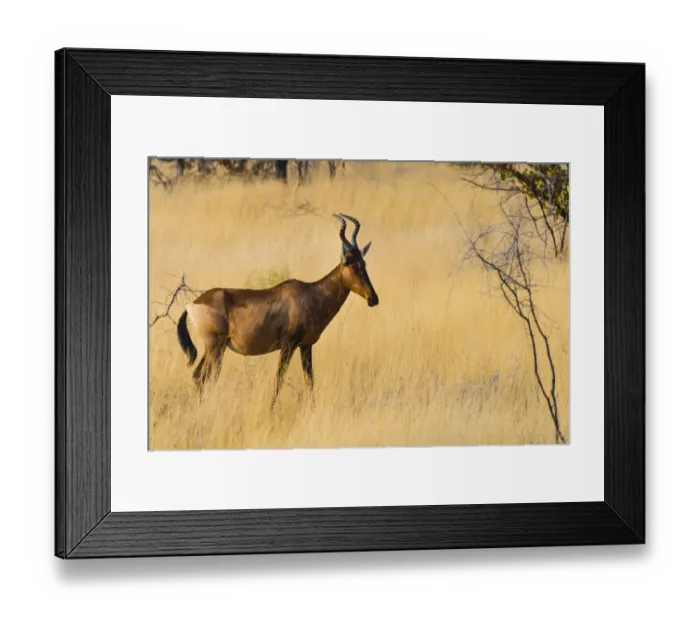 Framed Print : Red hartebeest, -Alcelaphus buselaphus- in dry grass, Etosha National Park, Namibia Framed Print : Red hartebeest, -Alcelaphus buselaphus- in dry grass, Etosha National Park, Namibia