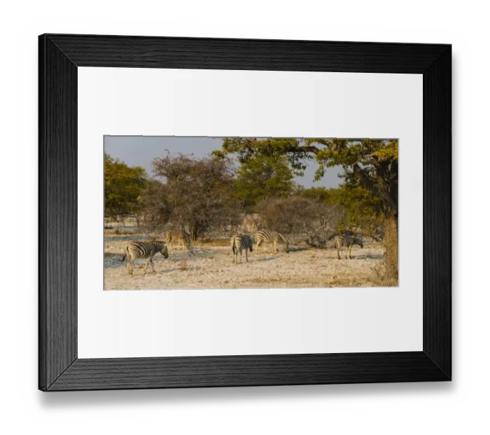 Framed Print : Burchells Zebras -Equus burchellii-, herd in the bushland, Etosha National Park, Namibia Framed Print : Burchells Zebras -Equus burchellii-, herd in the bushland, Etosha National Park, Namibia