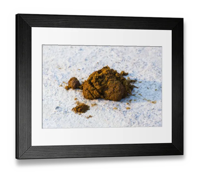 Framed Print : Burchells Zebra -Equus burchellii-, dung, Etosha National Park, Namibia Framed Print : Burchells Zebra -Equus burchellii-, dung, Etosha National Park, Namibia