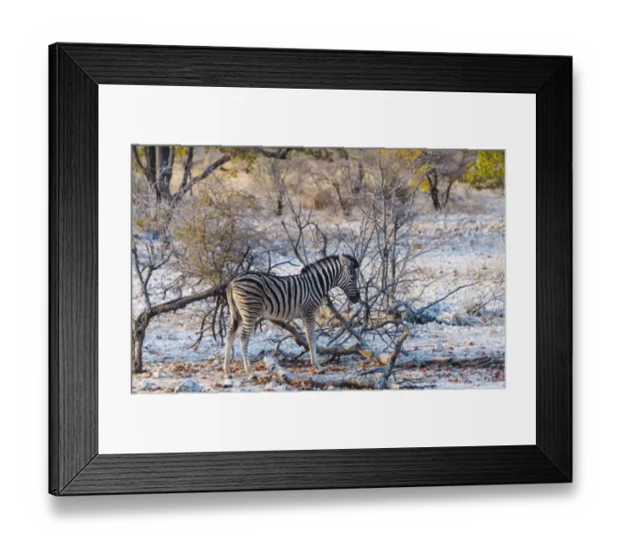 Framed Print : Burchells Zebra -Equus burchellii- young in bushland, Etosha National Park, Namibia Framed Print : Burchells Zebra -Equus burchellii- young in bushland, Etosha National Park, Namibia