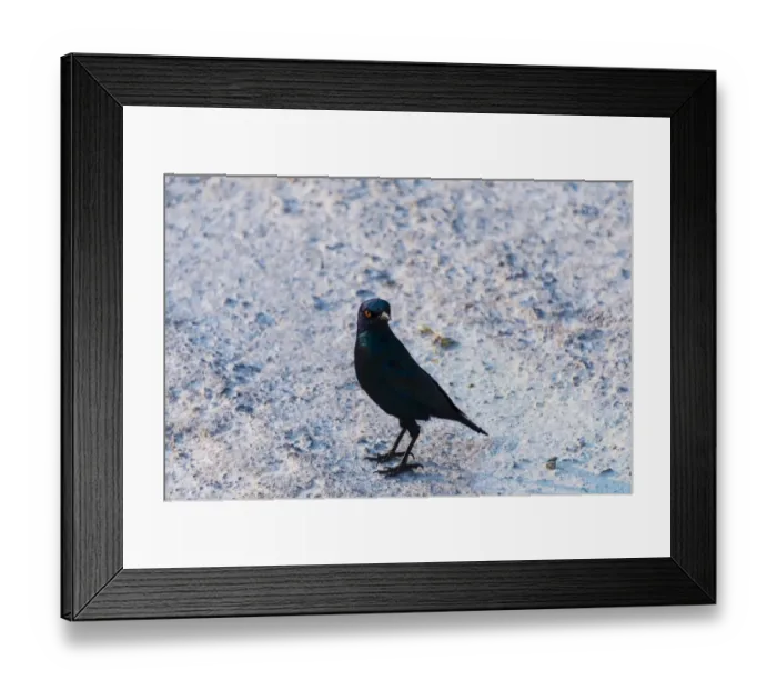 Framed Print : Cape Starling -Lamprotornis nitens-, Etosha National Park, Namibia Framed Print : Cape Starling -Lamprotornis nitens-, Etosha National Park, Namibia