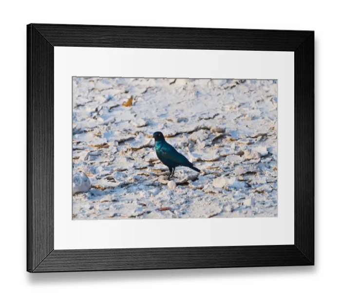 Framed Print : Cape Starling -Lamprotornis nitens-, Etosha National Park, Namibia Framed Print : Cape Starling -Lamprotornis nitens-, Etosha National Park, Namibia