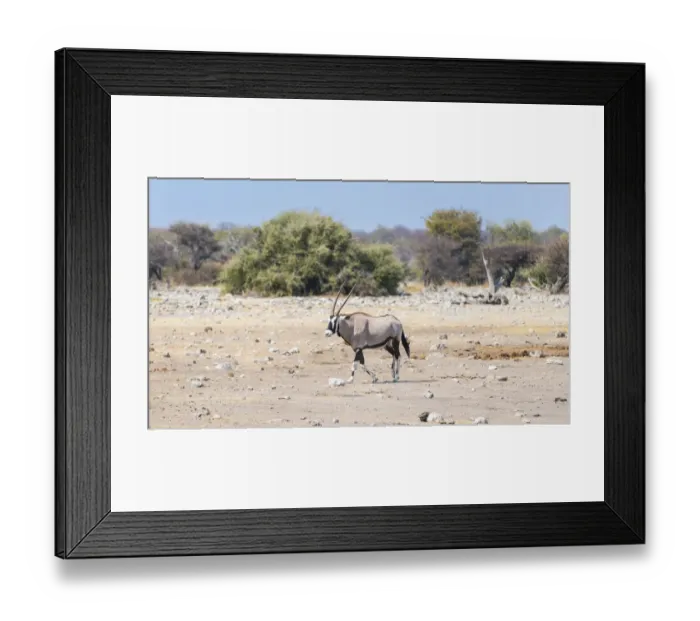 Framed Print : Gemsbok -Oryx gazella-, Etosha National Park, Namibia Framed Print : Gemsbok -Oryx gazella-, Etosha National Park, Namibia