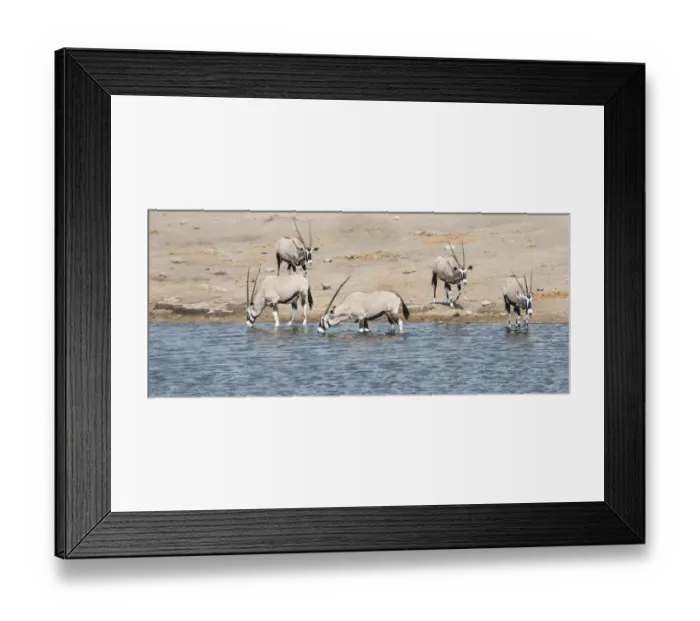 Framed Print : Gemsboks -Oryx gazella-, herd at the Chudop waterhole, Etosha National Park, Namibia Framed Print : Gemsboks -Oryx gazella-, herd at the Chudop waterhole, Etosha National Park, Namibia