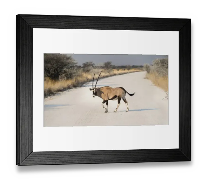 Framed Print : Gemsbok -Oryx gazella- crossing road, Etosha National Park, Namibia Framed Print : Gemsbok -Oryx gazella- crossing road, Etosha National Park, Namibia