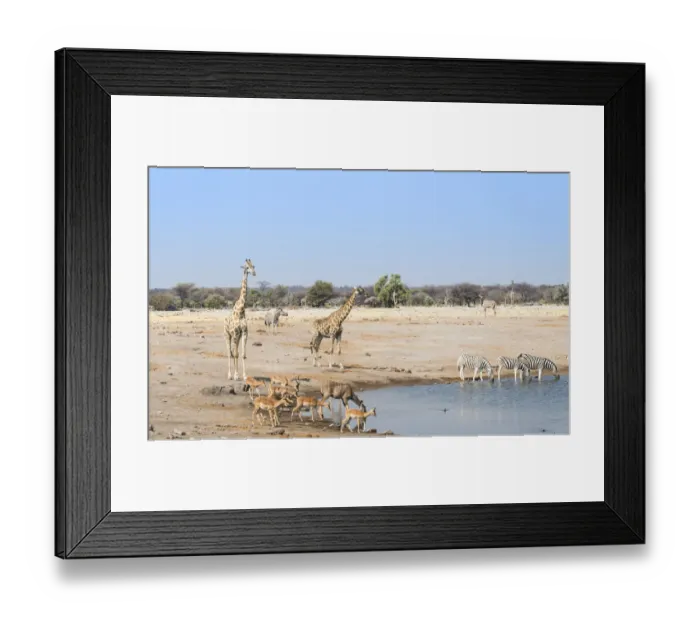 Framed Print : Giraffe -Giraffa camelopardalis- and Black-faced impalas-Aepyceros melampus petersi- at the Chudob waterhole, Etosha National Park, Namibia