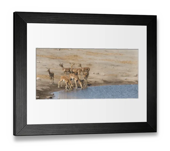 Framed Print : Impalas -Aepyceros melampus petersi- at the Chudob waterhole, Etosha National Park, Namibia