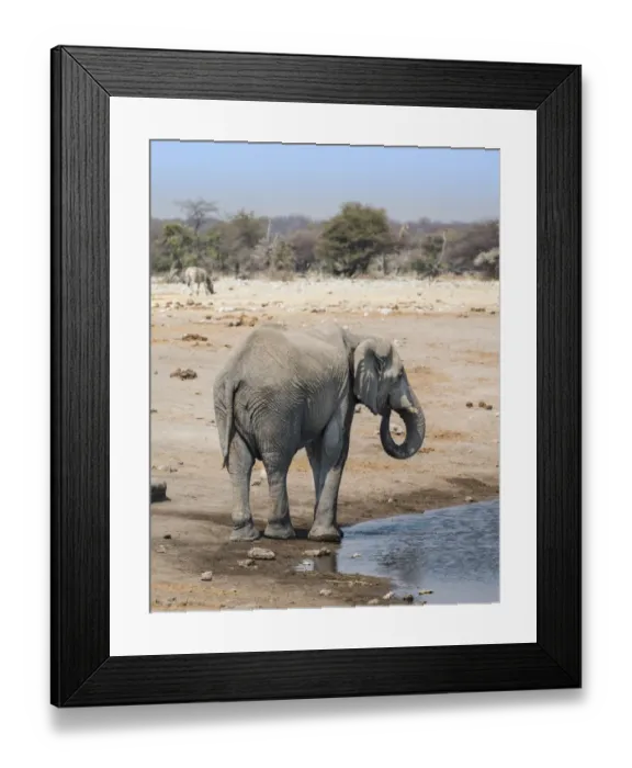 Framed Print : African Elephant -Loxodonta africana- at the Chudop waterhole, Etosha National Park, Namibia Framed Print : African Elephant -Loxodonta africana- at the Chudop waterhole, Etosha National Park, Namibia