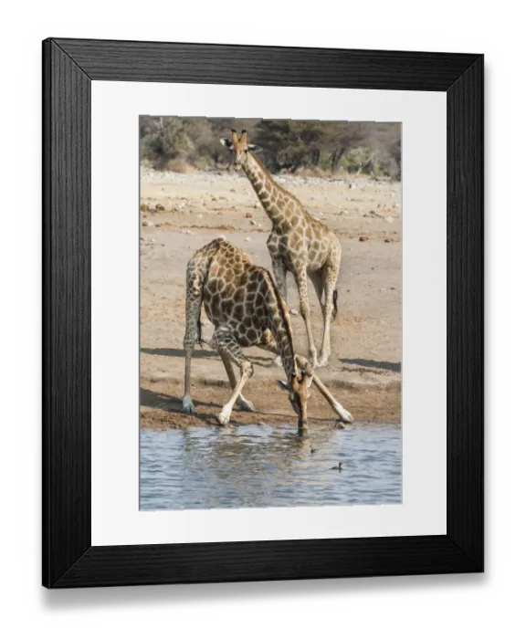 Framed Print : Giraffes -Giraffa camelopardis- at the Chudob waterhole, Etosha National Park, Namibia Framed Print : Giraffes -Giraffa camelopardis- at the Chudob waterhole, Etosha National Park, Namibia