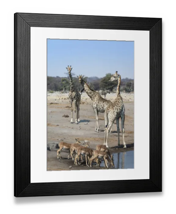 Framed Print : Giraffes -Giraffa camelopardalis- and Aepyceros melampus petersi- at the Chudob waterhole, Etosha National Park, Namibia Framed Print : Giraffes -Giraffa camelopardalis- and Aepyceros melampus petersi- at the Chudob waterhole, Etosha National Park, Namibia