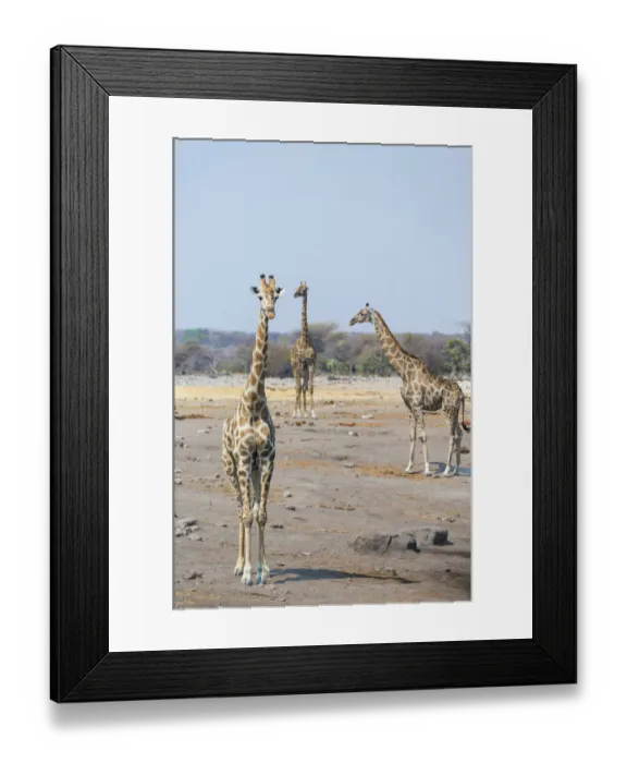 Framed Print : Giraffes -Giraffa camelopardis- at the Chudob waterhole, Etosha National Park, Namibia