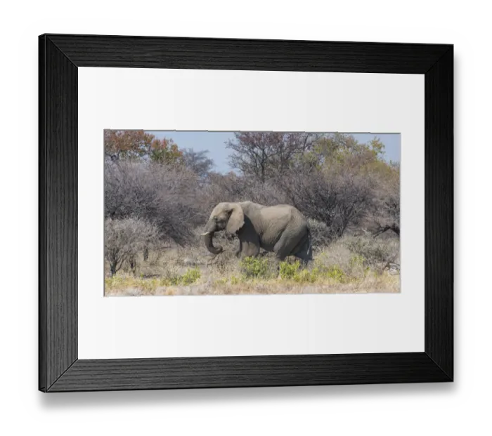 Framed Print : African Elephant -Loxodonta africana-, bull walking through the brush, Etosha National Park, Namibia Framed Print : African Elephant -Loxodonta africana-, bull walking through the brush, Etosha National Park, Namibia