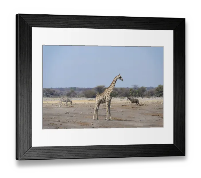 Framed Print : Giraffe -Giraffa camelopardalis- and Burchells Zebra -Equus burchellii- at the Chudob waterhole, Etosha National Park, Namibia Framed Print : Giraffe -Giraffa camelopardalis- and Burchells Zebra -Equus burchellii- at the Chudob waterhole, Etosha National Park, Namibia