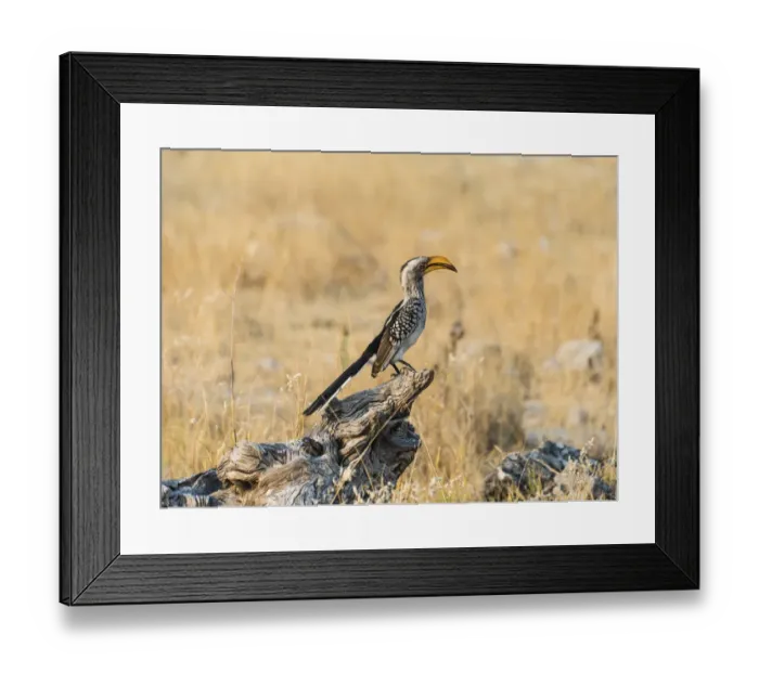 Framed Print : Southern Yellow-billed Hornbill -Tockus leucomelas- perched on an old tree stump, Etosha National Park, Namibia Framed Print : Southern Yellow-billed Hornbill -Tockus leucomelas- perched on an old tree stump, Etosha National Park, Namibia