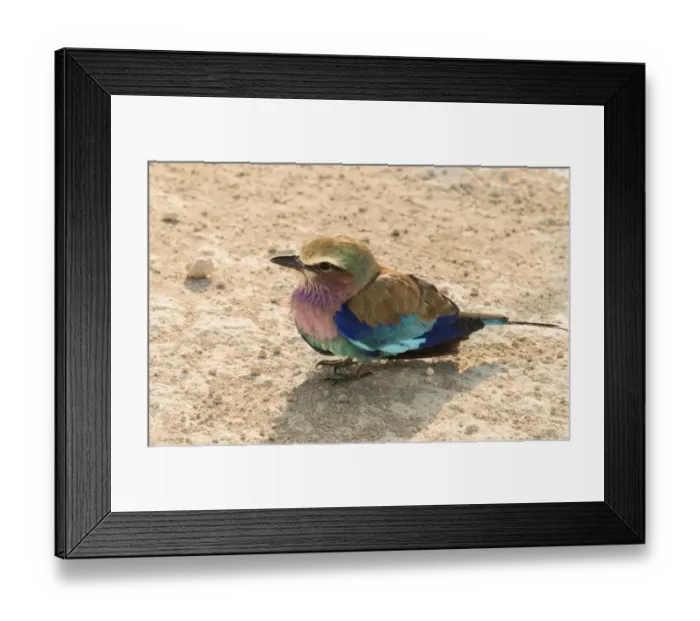 Framed Print : Lilac-breasted Roller -Coracias caudatus-, Etosha National Park, Namibia Framed Print : Lilac-breasted Roller -Coracias caudatus-, Etosha National Park, Namibia