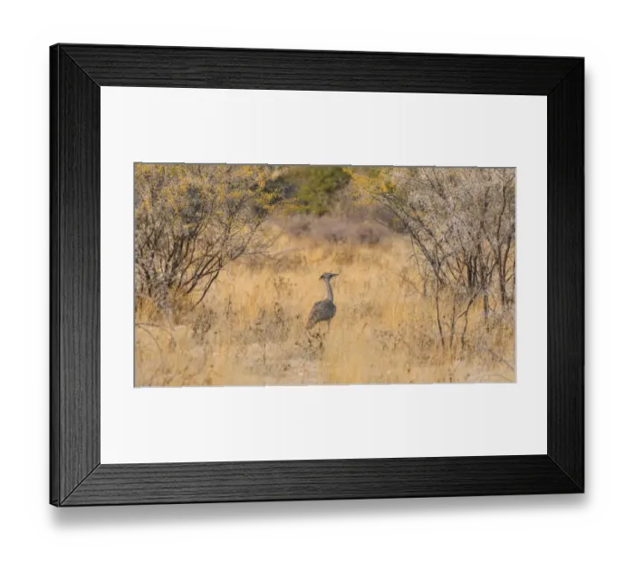 Framed Print : Kori Bustard -Ardeotis kori-, Etosha National Park, Namibia