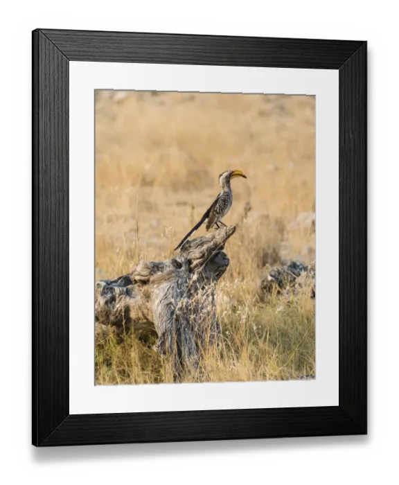 Framed Print : Southern Yellow-billed Hornbill -Tockus leucomelas- perched on an old tree stump, Etosha National Park, Namibia Framed Print : Southern Yellow-billed Hornbill -Tockus leucomelas- perched on an old tree stump, Etosha National Park, Namibia