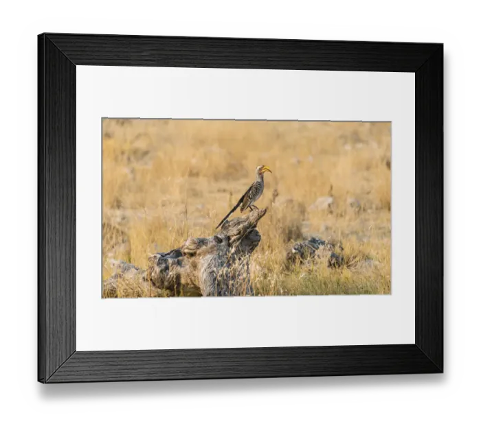 Framed Print : Southern Yellow-billed Hornbill -Tockus leucomelas- perched on an old tree stump, Etosha National Park, Namibia Framed Print : Southern Yellow-billed Hornbill -Tockus leucomelas- perched on an old tree stump, Etosha National Park, Namibia