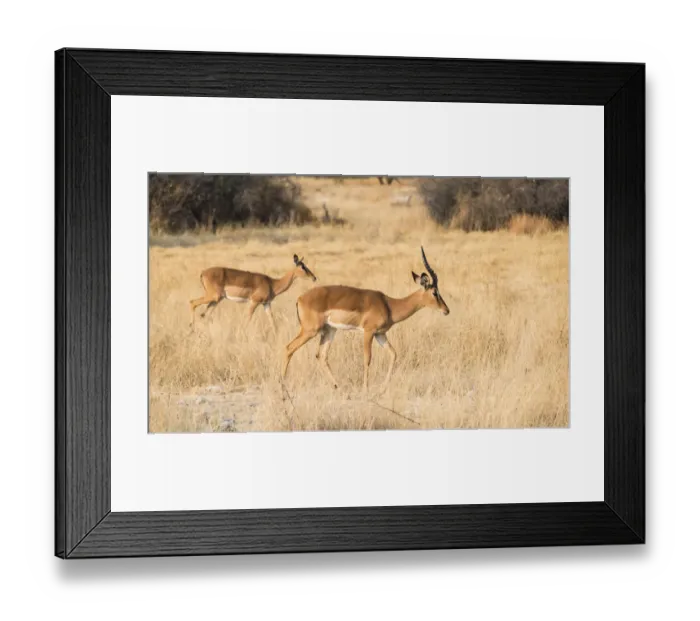 Framed Print : Impalas -Aepyceros melampus petersi-, Etosha National Park, Namibia
