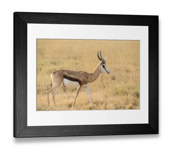 Framed Print : Springbok -Antidorcas marsupialis-, Etosha National Park, Namibia Framed Print : Springbok -Antidorcas marsupialis-, Etosha National Park, Namibia