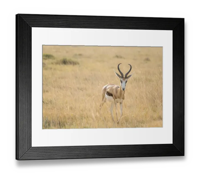 Framed Print : Springbok -Antidorcas marsupialis-, Etosha National Park, Namibia