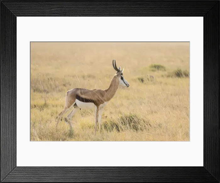 Framed Print : Springbok -Antidorcas marsupialis-, Etosha National Park, Namibia Framed Print : Springbok -Antidorcas marsupialis-, Etosha National Park, Namibia