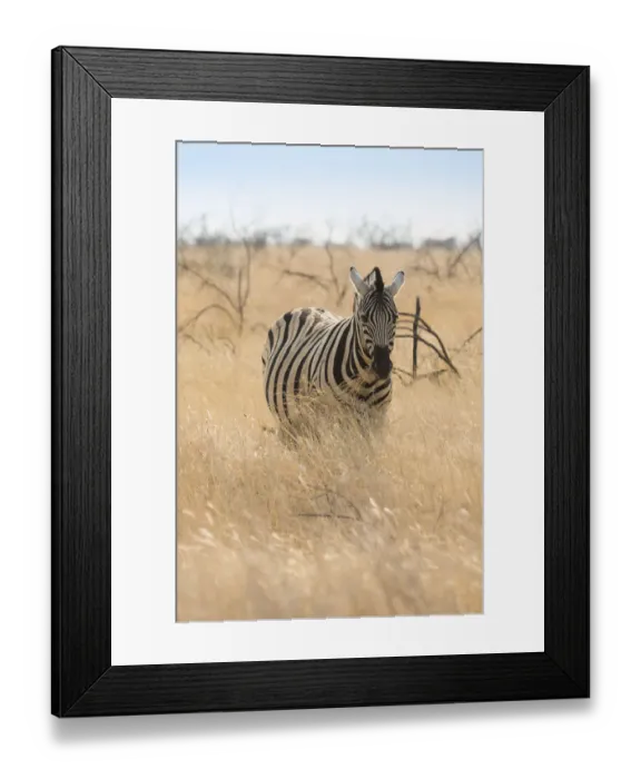 Framed Print : Plains Zebra -Equus burchellii- standing in dry grass, Etosha National Park, Namibia