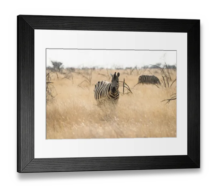 Framed Print : Plains Zebra -Equus burchellii- standing in dry grass, Etosha National Park, Namibia Framed Print : Plains Zebra -Equus burchellii- standing in dry grass, Etosha National Park, Namibia