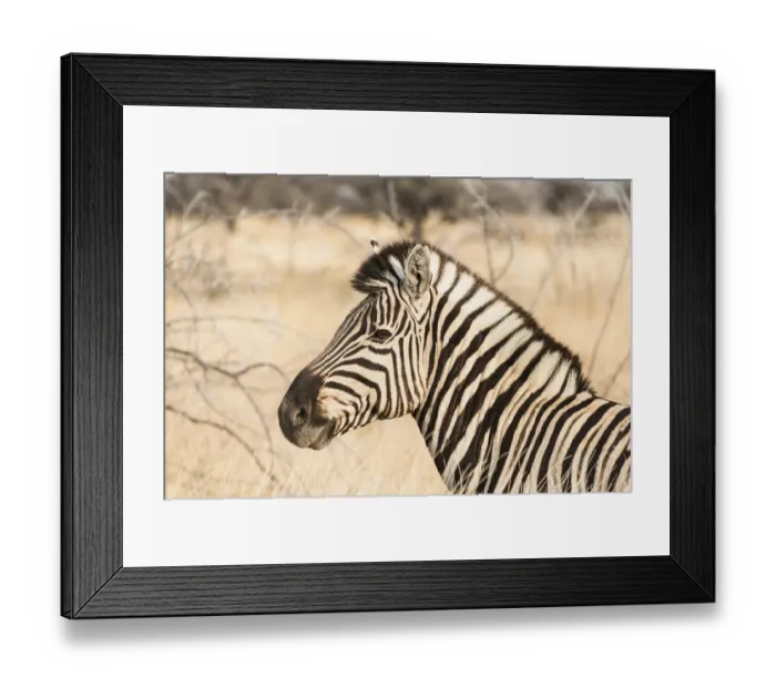 Framed Print : Plains Zebra -Equus burchellii-, Etosha National Park, Namibia Framed Print : Plains Zebra -Equus burchellii-, Etosha National Park, Namibia
