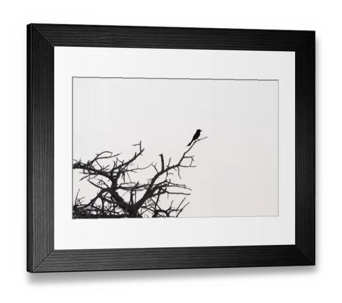 Framed Print : Fork-tailed Drongo -Dicrurus adsimilis- perched on a dry branch, Etosha National Park, Namibia Framed Print : Fork-tailed Drongo -Dicrurus adsimilis- perched on a dry branch, Etosha National Park, Namibia