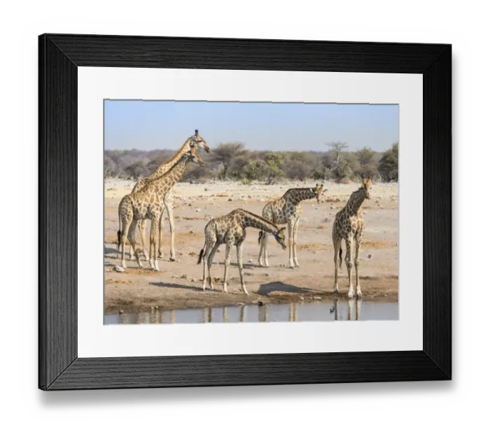 Framed Print : Giraffes -Giraffa camelopardis- at the Chudob waterhole, Etosha National Park, Namibia Framed Print : Giraffes -Giraffa camelopardis- at the Chudob waterhole, Etosha National Park, Namibia