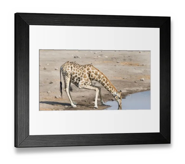 Framed Print : Giraffe -Giraffa camelopardis- drinking at the Chudob waterhole, Etosha National Park, Namibia Framed Print : Giraffe -Giraffa camelopardis- drinking at the Chudob waterhole, Etosha National Park, Namibia